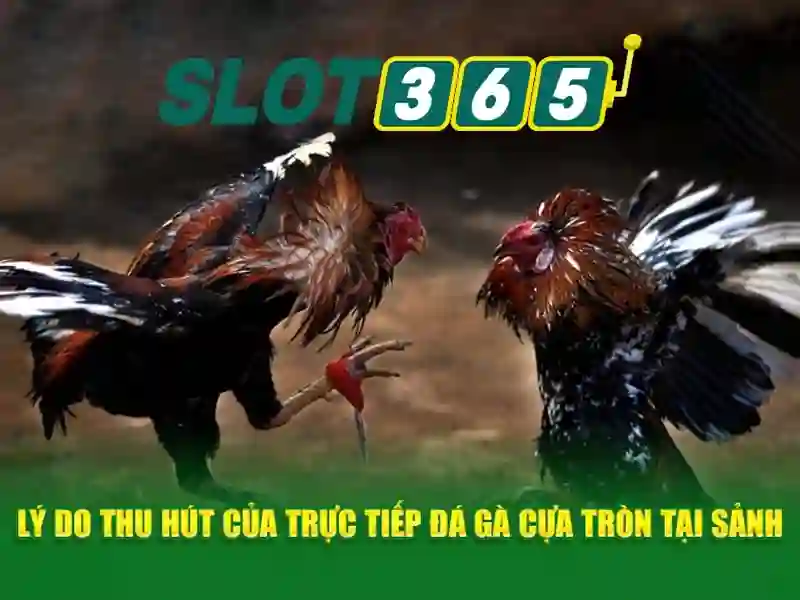 Dich vu cot lõi Slot365