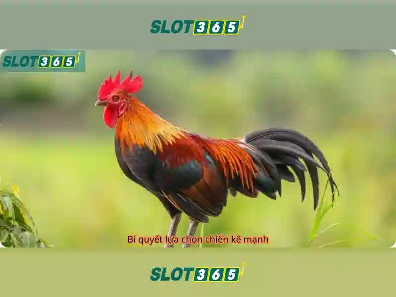 Slot365 là gì?